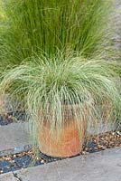 Terracotta pot of ornamental grass Carex comans 'Frosted Curls'