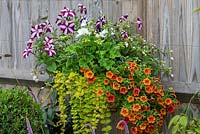 Summer hanging basket planted with trailing Calibrachoa Can Can 'Terracotta', million bells, Petunia 'Star Mixed', white Geranium and Lysimachia 'Goldilocks'.