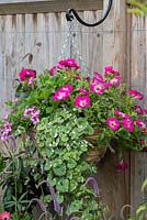 Summer hanging basket planted with trailing Calibrachoa 'Bloomtastic Rose Quartz' - million bells, Geranium, Petunia 'Trailing Rose Morn' and Nepeta.