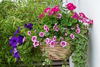 Summer hanging basket planted with trailing Calibrachoa 'Bloomtastic Rose Quartz' - million bells, Petunia 'Surfinia Giant Blue', Nepeta and Geranium