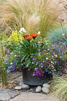 A vintage copper pot planted with Gazanias, mixed Lobelia, Fuchsia 'Bella Lisa' and Geranium 'Blanche Roche' and Geranium with Stipa tenuissima behind