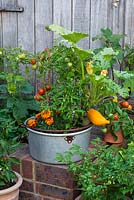 An aluminium preserving pan planted with Courgette 'Gold Rush', French marigolds, tomato and chilli plant.