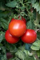 Lycopersicon esculentum - Tomato 'Moneymaker'