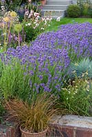 Lavandula angustifolia 'Hidcote' interplanted with ornamental grasses, succulents and Alchemilla