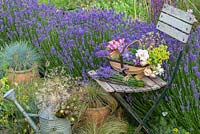 A trug of cut flowers and bunches of lavender rest on an old slatted chair, placed beside a hedge of Lavandula angustifolia 'Hidcote' in a border interplanted with ornamental grasses, succulents and Alchemilla.