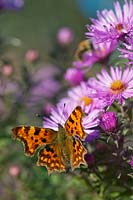 A Comma - Polygonia c-album - Butterfly feeds on Aster novae-angliae flowers