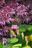 Nymphaea - waterlily in flower and foliage in a pond overhung by an Acer palmatum 'Dissectum Atropurpureum' 