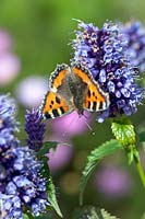 Agastache with small Tortoiseshell butterfly - Aglais urticae