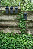 Black painted bird houses attached to a wooden fence and underplanted with evergreen ground cover Hedera helix 'Hibernica' - Ivy 