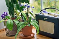 Flowering Streptocarpus houseplants on a window ledge beside a Roberts radio