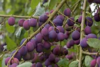 Prunus insititia 'Merryweather Damson' a heavy crop almost ripe