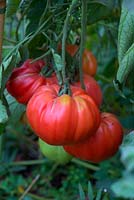 Solanum lycopersicum 'Beefmaster' - Beefsteak Tomato 