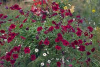 Large hanging basket with a single plant of Petunia x hybrida 'Tidal Wave Red Velour'