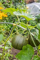 Melon climbing on hoop