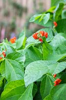 Red flowers of Runner Beans