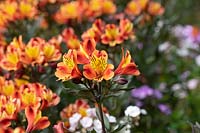 Alstroemeria Indian Summer 'Tesronto' - Peruvian lily 'Indian summer'