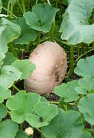 Cucurbita maxima - Pumpkin 'Galeux d'eysines'