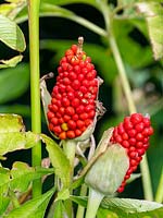 Arisaema tortuosum - Whipcord cobra lily  berries
