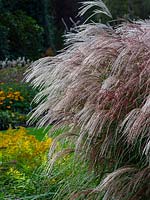 Miscanthus sinensis 'Kascade' 