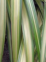 Phormium 'Duet' - New Zealand flax