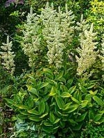 Veratrum californicum. California corn lily