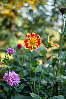 Dahlia 'Pooh - Swan Island'