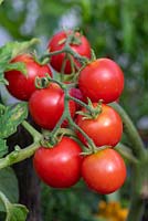 Solanum lycopersicum L - Tomato 'Maskotka', a dwarf bush tomato that thrives in containers.