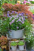 Sitting on old wooden step ladder, an aluminium preserving pan planted with Nemesia 'Mirabelle', with pots of succulents displayed below.
