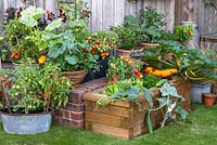 A timber raised bed planted with mixed vegetables, including lettuce, trailing Cucumber 'Bush Champion', Courgette 'Gold Rush' and dwarf Tomato 'Maskotka'. 