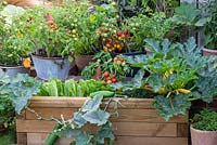 A timber raised bed planted with mixed vegetables, including lettuce, trailing Cucumber 'Bush Champion', Courgette 'Gold Rush' and dwarf Tomato 'Maskotka'.
