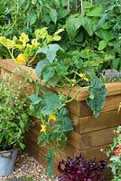 Trailing Cucumber 'Bush Champion' tumbles over the side of a wooden raised bed.