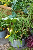 An aluminium preserving pan planted with Courgette 'Gold Rush' and dwarf Tomato 'Maskotka'.