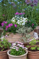 Lewisia cotyledon 'Elise White', silver thyme, Phlox 'McDaniel's Cushion', ivy,  Dianthus 'Aztec Star' and tiny 'Pink Kisses.' in garden sieve as container