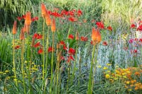 Detail of a planting with Anthemis tinctoria, Crocosmia 'Lucifer', Kniphofia 'Alcazar' and Perovskia. 