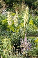 Mixed planting with flowering Yucca flaccida and other perennials at Weihenstephan Trial Gardens, Munich, Germany.
