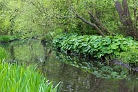 Butterbur, Petasites alba, and foliage of yellow flag, Iris pseudacorus, are reflected in the still water of the dyke.