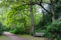A quiet place to rest:  wooden bench next to pathway under young oak, Quercus robur, and Japanese maple, Acer palmatum,.
