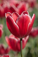 Tulipa 'Charmeur' 