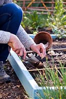 Woman planting garlic cloves.
