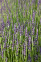 Lavandula intermedia 'Gros Bleu' - Lavender 'Gros Bleu' 