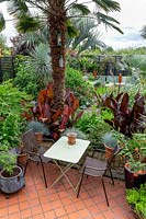 A tropical garden in London. Trachycarpus wagnerianus palm with Canna 'Durban' around base. Situated next to a tiled patio seating area with small table.