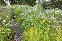 Small gravel path through a perennial meadow, plants include: Kalimeris incisa 'Madiva', Rudbeckia missouriensis and Echinacea purpurea 'Virgin'