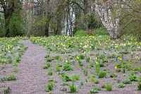 Path through a perennial meadow, Narcissus - Daffodil - and perennials emerge from the mulch