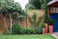 Contemporary wood fence. Recently-planted bed in front includes Ficus - Fig, Fan-trained Prunus avium 'Sunburst' - Cherry - plus mixed perennials