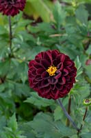 Dahlia 'Seniors Darkness' - Decorative Dahlia