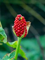 Arisaema tortuosum - Whipcord Cobra Lily  - berries 