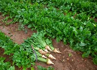 Beta vulgaris subsp - Sugar Beet - hand harvested crop laying on ground by rows of plants