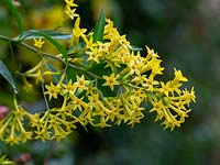 Cestrum parqui - Willow-leaved Jessamine
