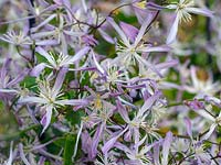 Clematis 'Edward Pritchard' 