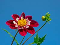 Dahlia 'Nathalie' flower against a blue sky 
